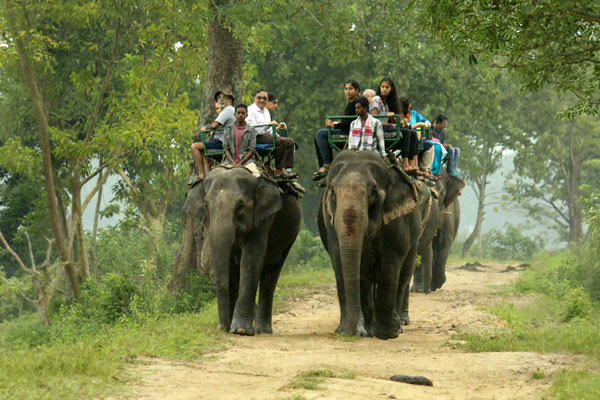 Kaziranga  