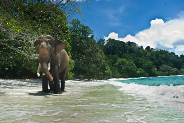 Havelock – Elephant Beach Excursion