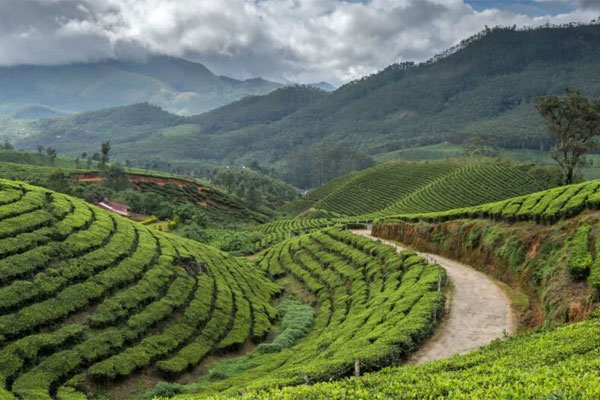 Gangtok to Darjeeling Transfer