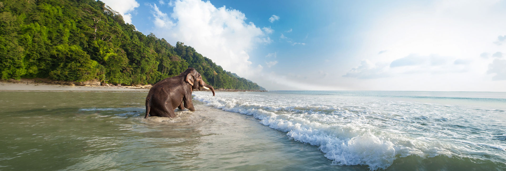 Elephant Beach