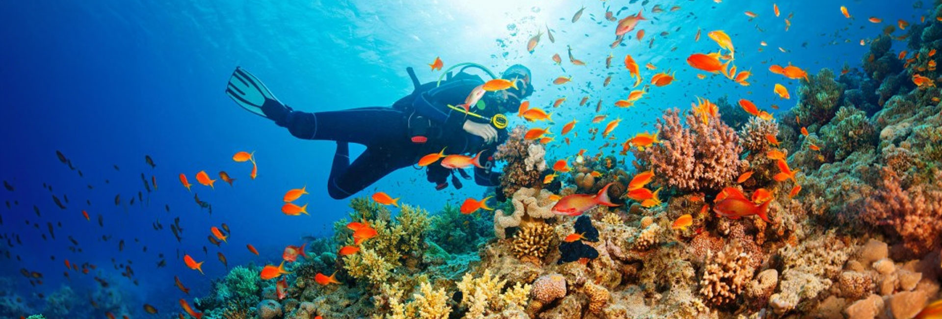 Havelock Coral reefs