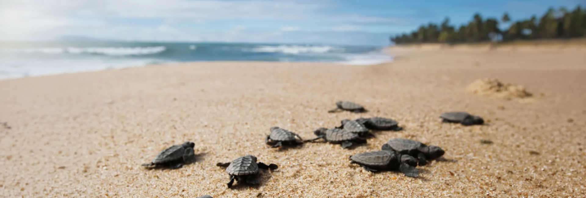 Laxmanpur Beach Tortoise