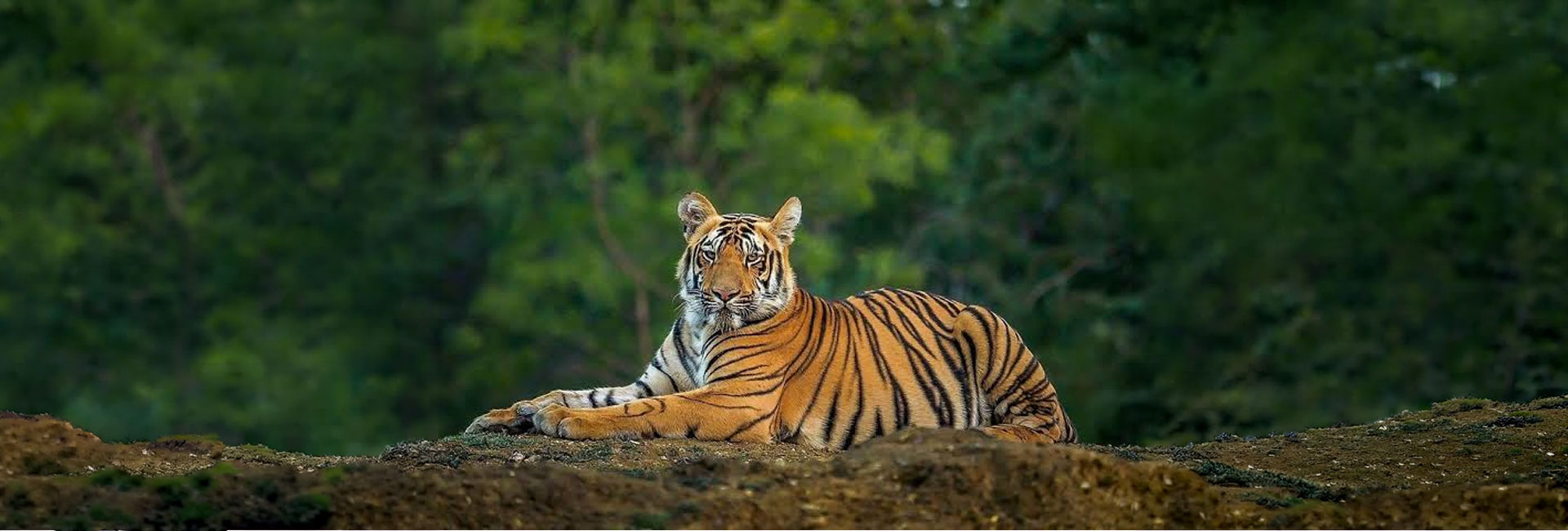 Royal Bengal Tiger