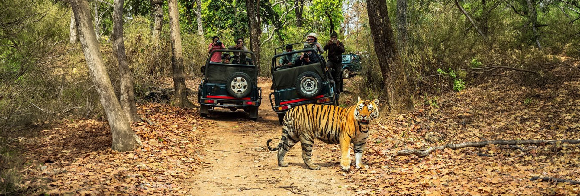 Jungle Safari